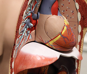 photo of a heart model