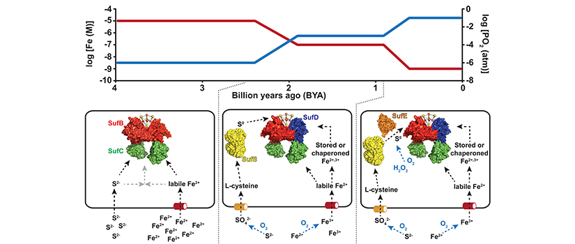Evolution of the Suf Pathway