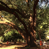 Live oak on Horseshoe