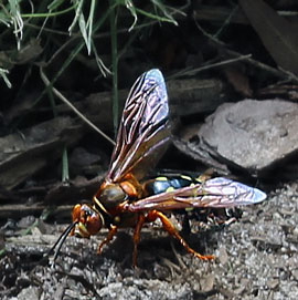 cicada killer