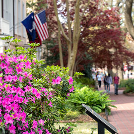 Flowers bloom in front of the President's House